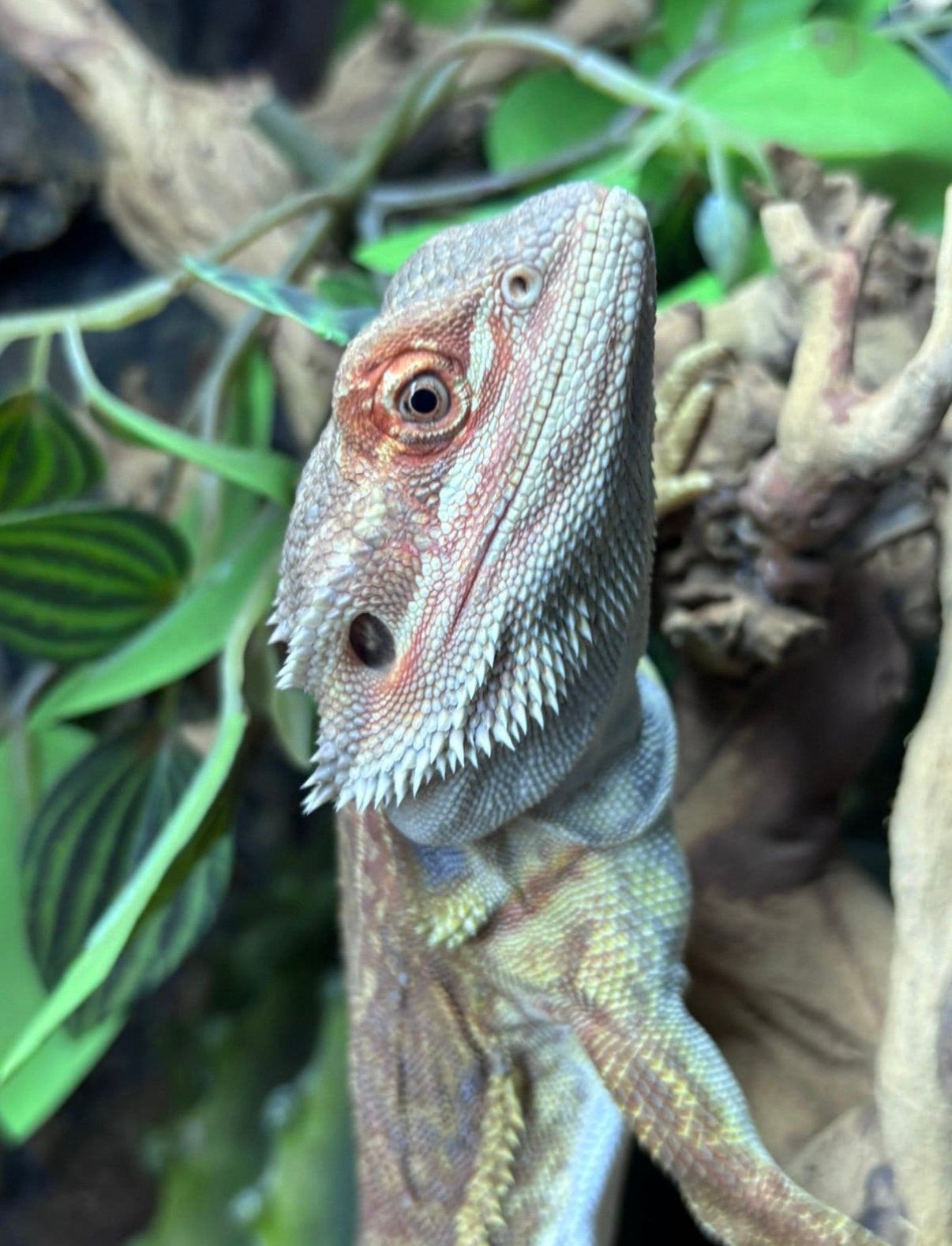 Baardagaam Nala zoekt een nieuw thuis Bearded Dragon - unknown for sale from Mia
