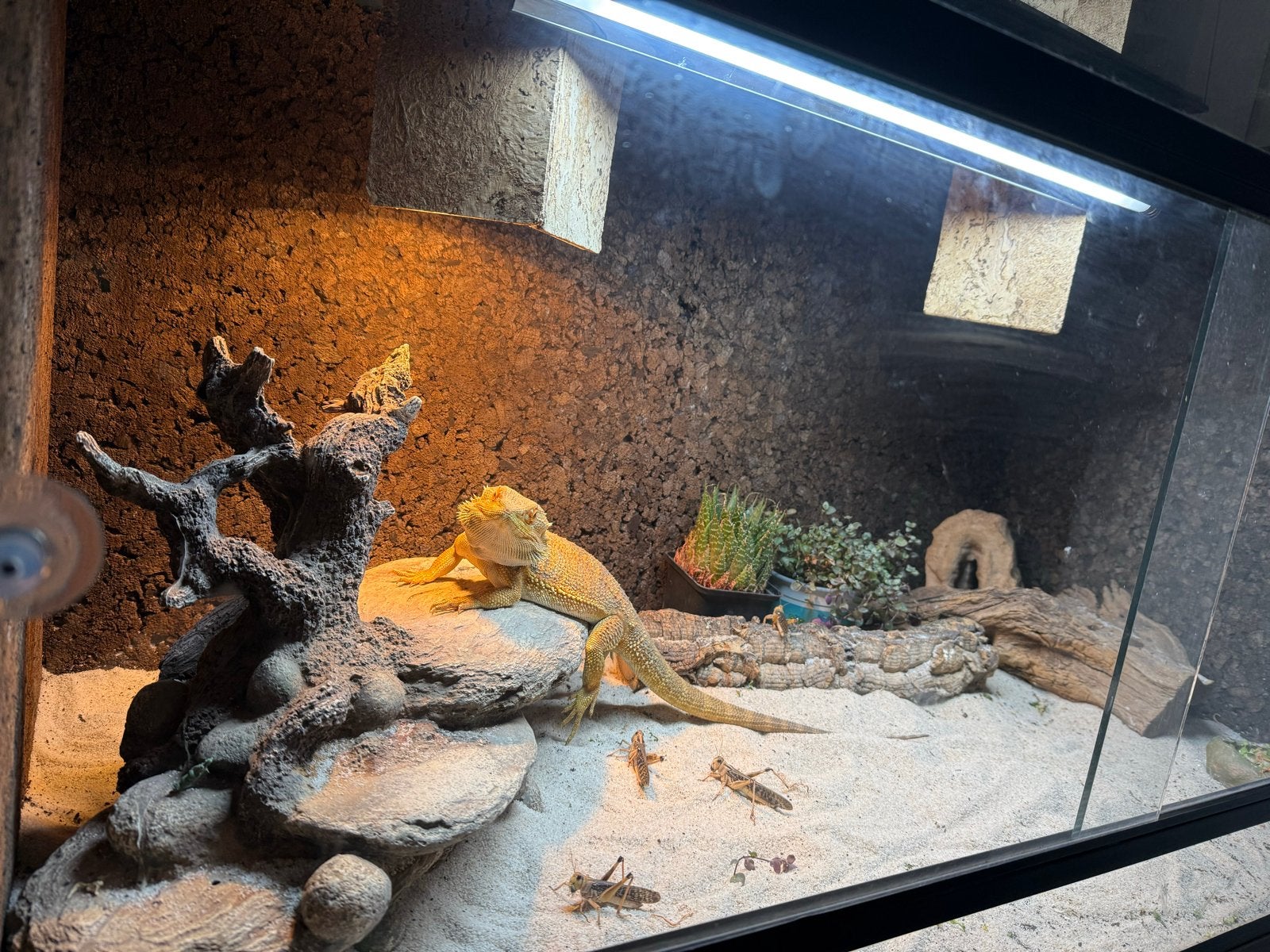 Baardagaam met terarium te koop Bearded Dragon photo 2