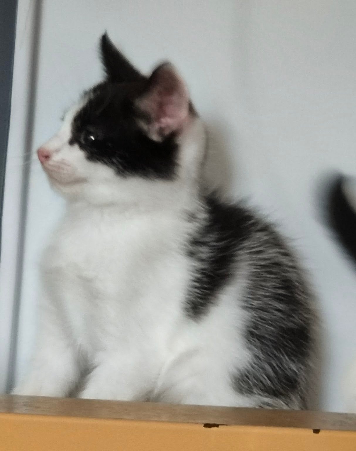 kittens nu verhuizen!!, Meerdere dieren, Ontwormd