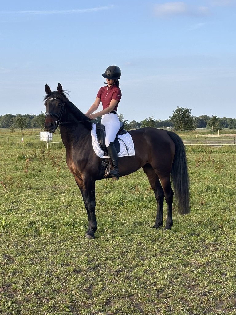 Rebel — Veelbelovende jonge merrie | 5 jaar | 1,67 m, Dieren en Toebehoren, Paarden, Merrie, Springpaard, 3 tot 6 jaar, 165 tot 170 cm