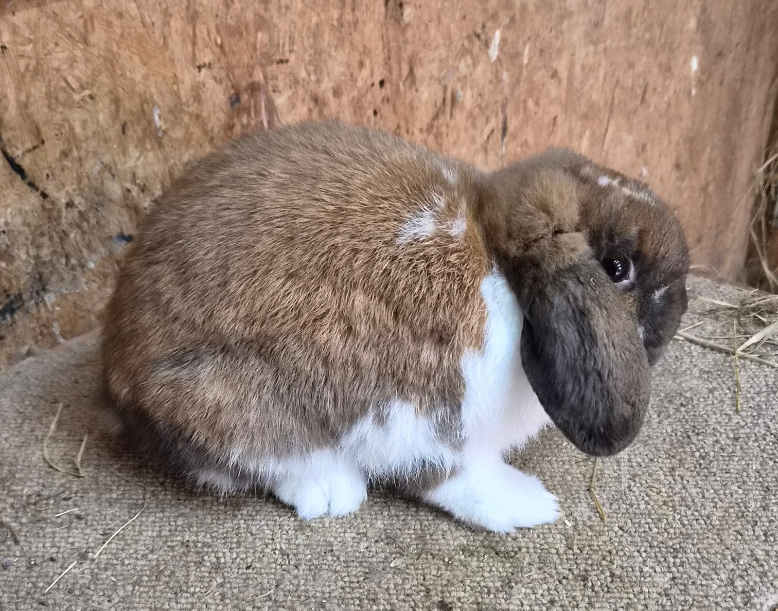 Nederlandse Hangoor Dwerg bont rammetje, Dieren en Toebehoren, Mannelijk, Dwerg, Hangoor, 0 tot 2 jaar