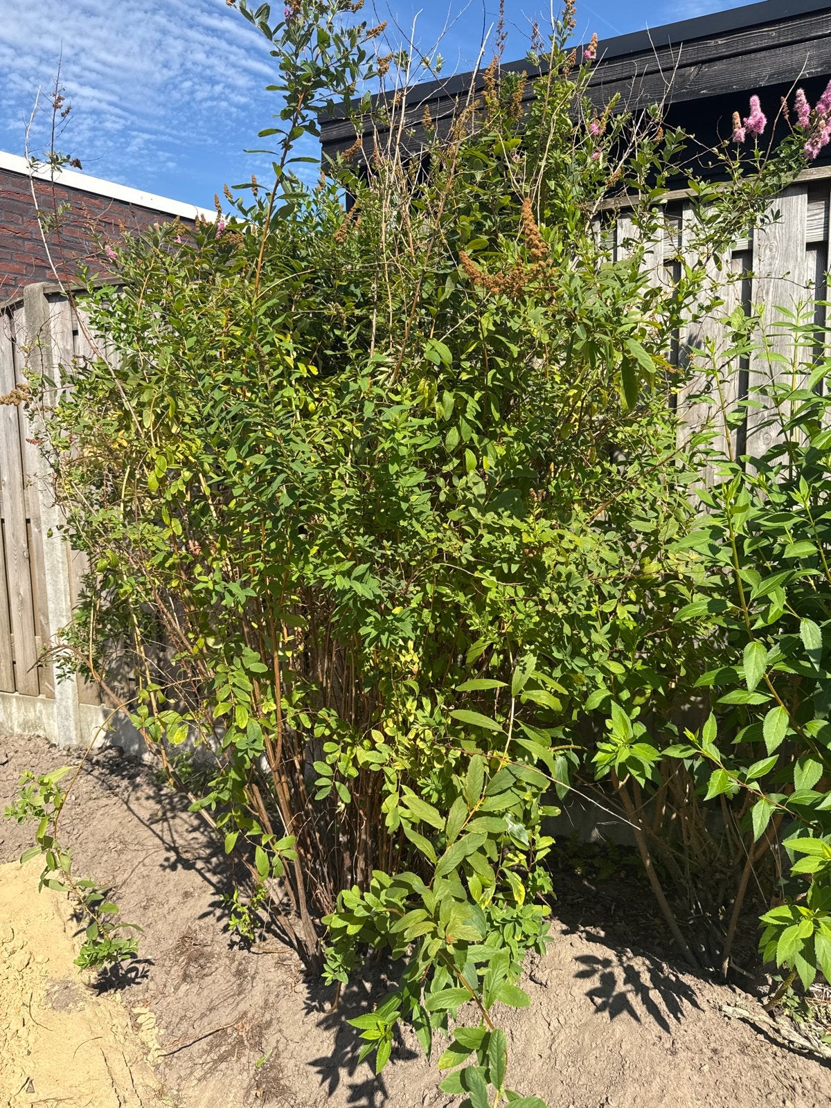 Spiraea struik - Sierlijke bloeiende heester, Tuin en Terras, Volle zon, Vaste plant, Zomer, Ophalen