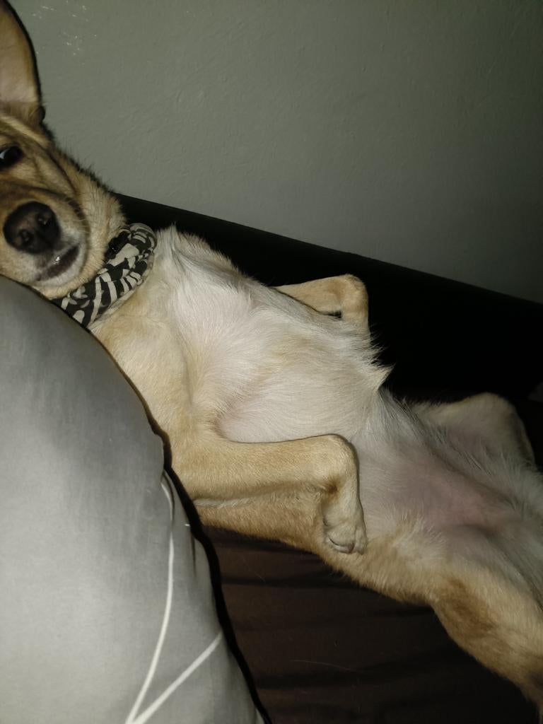 Een zeer goed huisje gezocht voor Laika, Dieren en Toebehoren, Teef, Eén hond, 3 tot 5 jaar, Nederland
