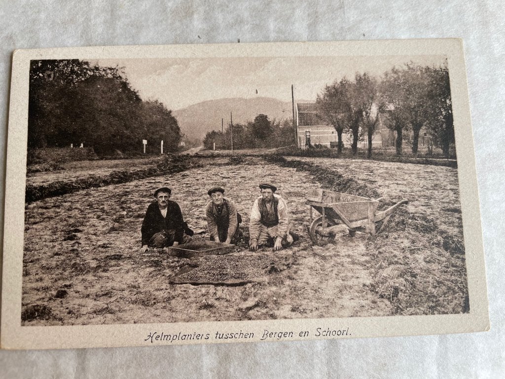 ansichtkaart  van Helmplanters tusschen Bergen en Schoorl., Verzenden, 1920 tot 1940, Noord-Holland