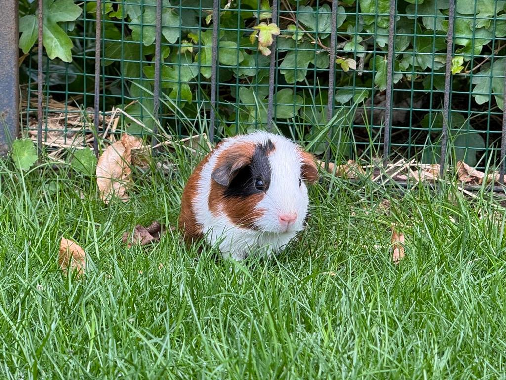Lief beertje Stan, Dieren en Toebehoren, Knaagdieren, April, Mannelijk, Cavia