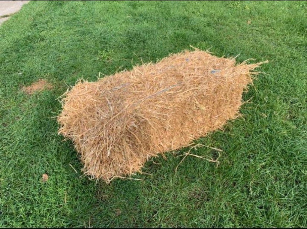 Tarwe stro kleine pakjes, Dieren en Toebehoren, Ophalen of Verzenden, Overige soorten