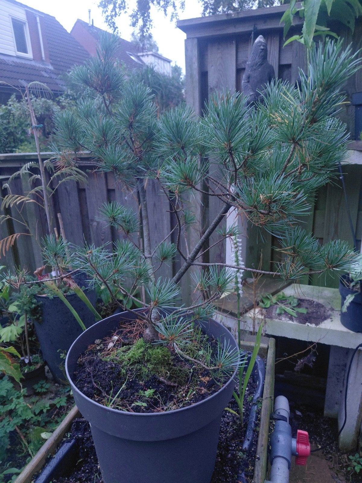 Grove Den (Pinus sylvestris) - Ideaal voor Bonsai, Tuin en Terras, Volle zon, Vaste plant, Bloeit niet, Ophalen