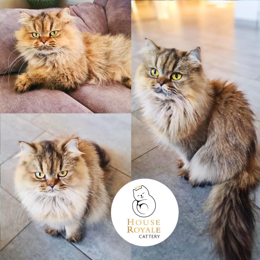 ️Prachtige, lieve Britse Langhaar poes met stamboom ️, Dieren en Toebehoren, Katten en Kittens | Raskatten | Langhaar, Poes, Met stamboom