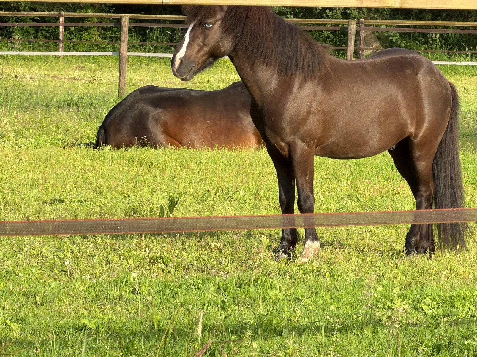 Kinderpony aangeboden, Dieren en Toebehoren, Ophalen of Verzenden