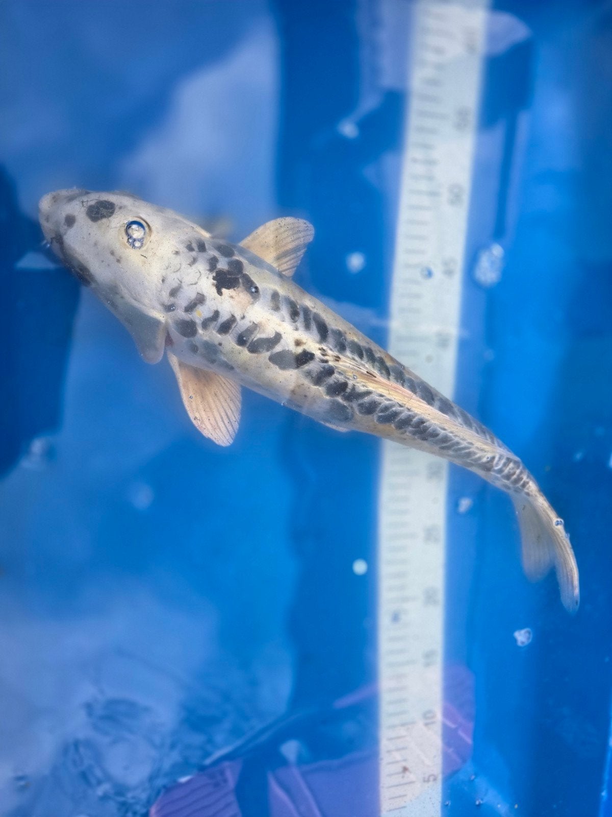 leuke koi karpers, Karper of Koi