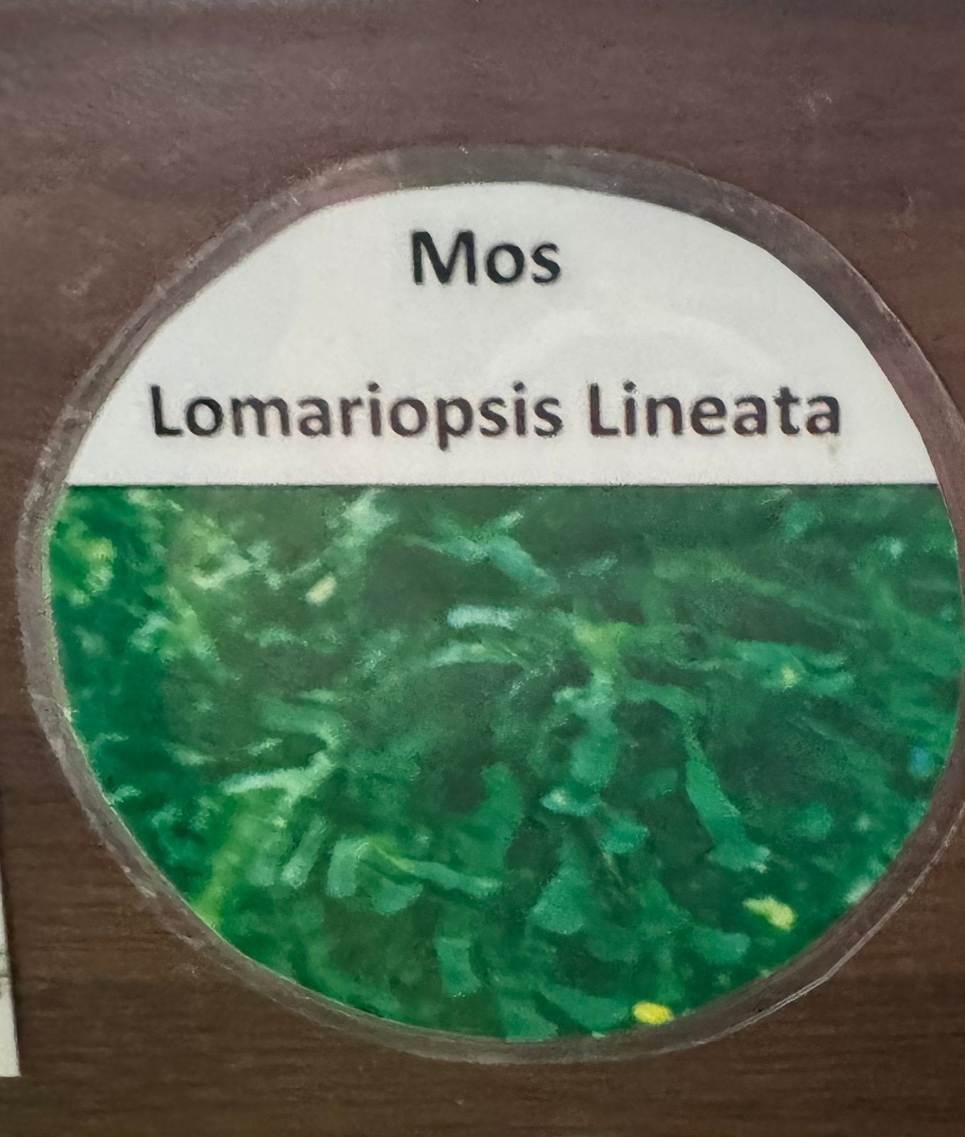 Lomariopsis lineata mos, Dieren en Toebehoren, Vissen | Aquariumvissen