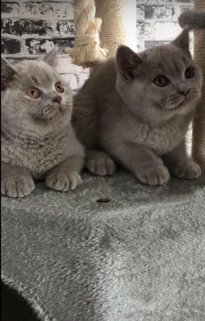 Brits Britse korthaar kitten 2 beschikbaar, Dieren en Toebehoren, Katten en Kittens | Raskatten | Korthaar, Kater, Gechipt, 0 tot 2 jaar
