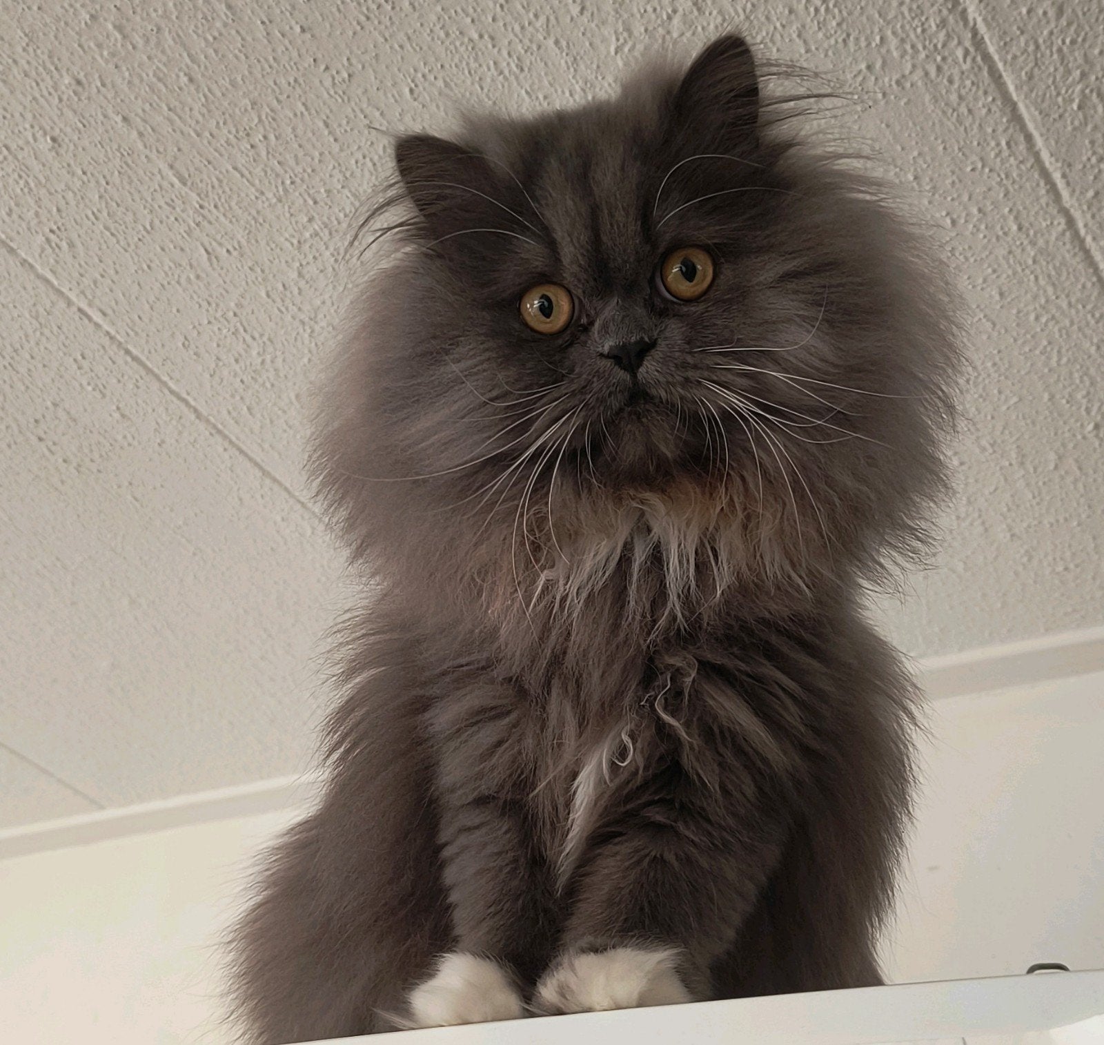 kruising tussen een Ragdoll en een Perzische kat