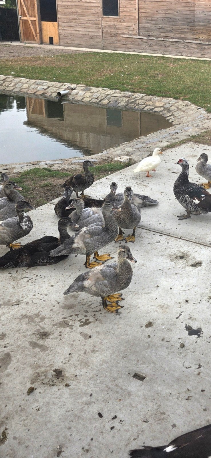 muskuseenden, Dieren en Toebehoren, Meerdere dieren, Eend