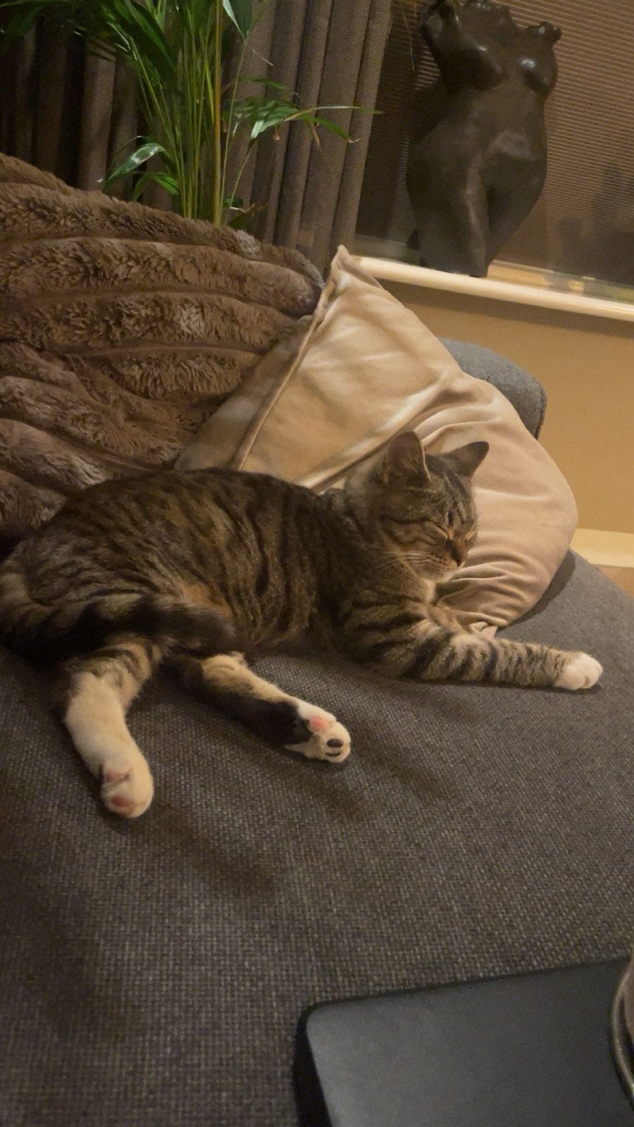 Kruising britse korthaar, Dieren en Toebehoren, Katten en Kittens | Raskatten | Korthaar, Poes, Ingeënt