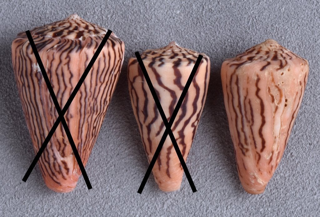 Schelpen: Conus princeps 35,5-42,1mm  West Mexico, Ophalen of Verzenden, Schelp(en)