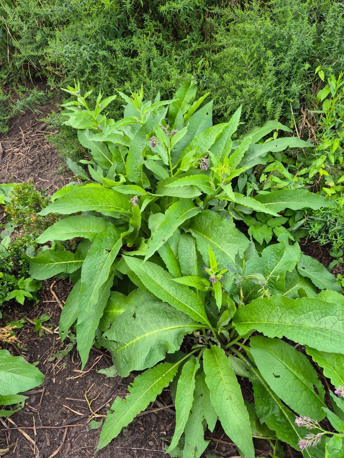 Smeerwortel planten gratis, Tuin en Terras, Ophalen, Overige soorten, Volle zon