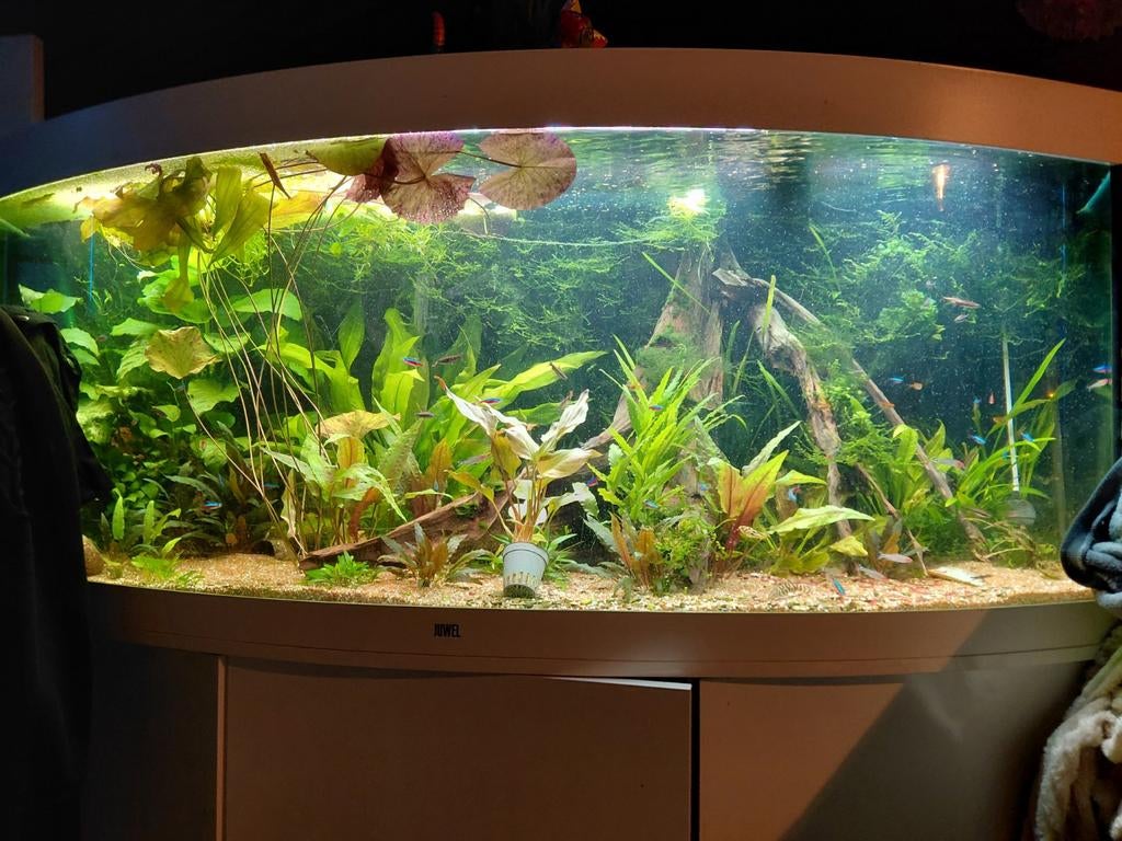 Juwel vision 450 compleet, Dieren en Toebehoren, Vissen | Aquaria en Toebehoren, Ophalen, Zo goed als nieuw, Gevuld zoetwateraquarium