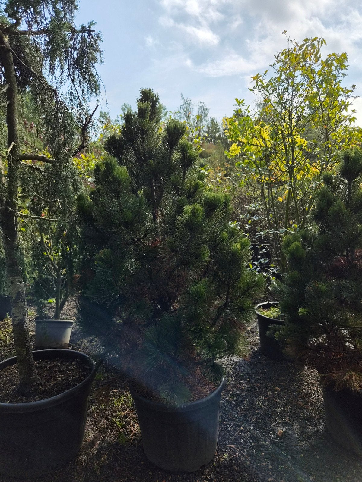 Pinus Malinki - 160-180cm hoge dennenboom in pot, Tuin en Terras, Ophalen