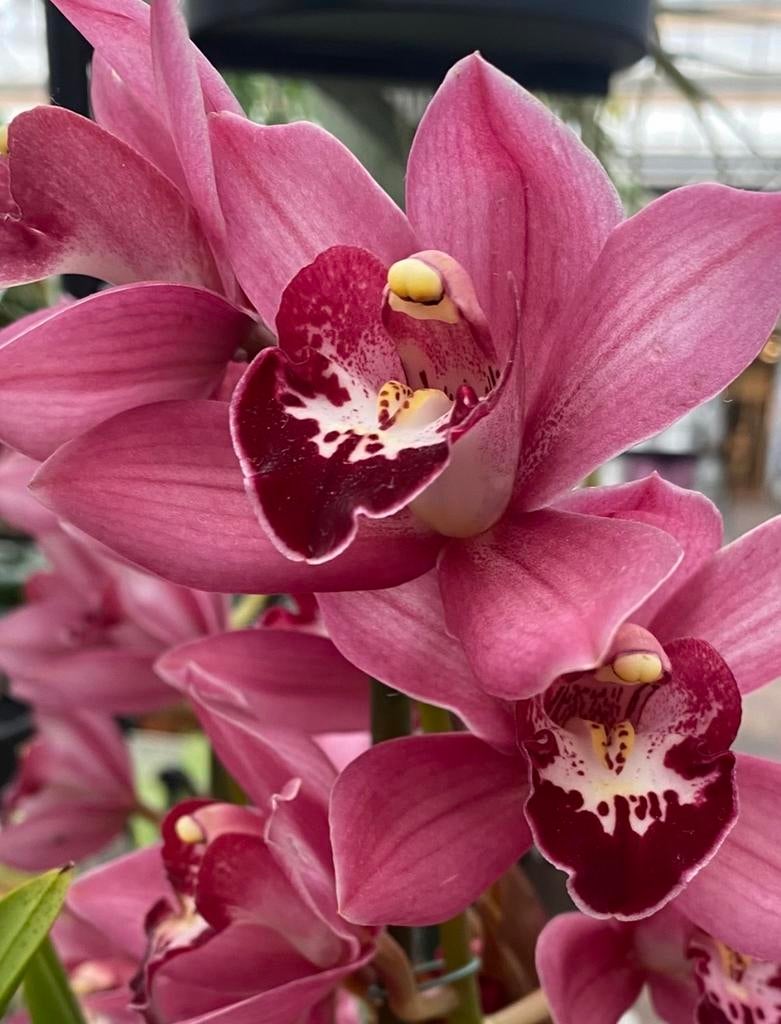 Prachtige roze orchidee - Cymbidium, Ophalen of Verzenden, Halfschaduw, Minder dan 100 cm
