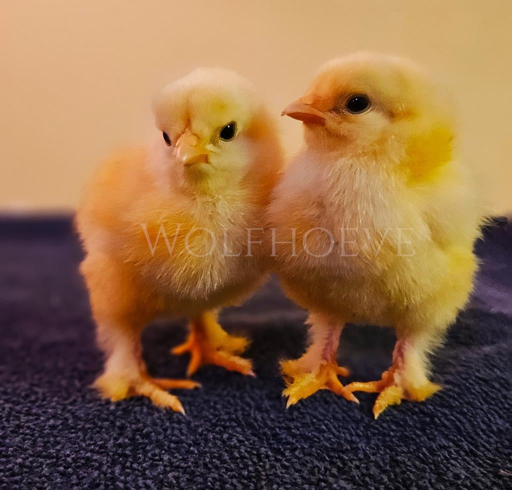 Zalm brahma kuikens gesekst grote soort, Dieren en Toebehoren, Pluimvee, Vrouwelijk, Kip