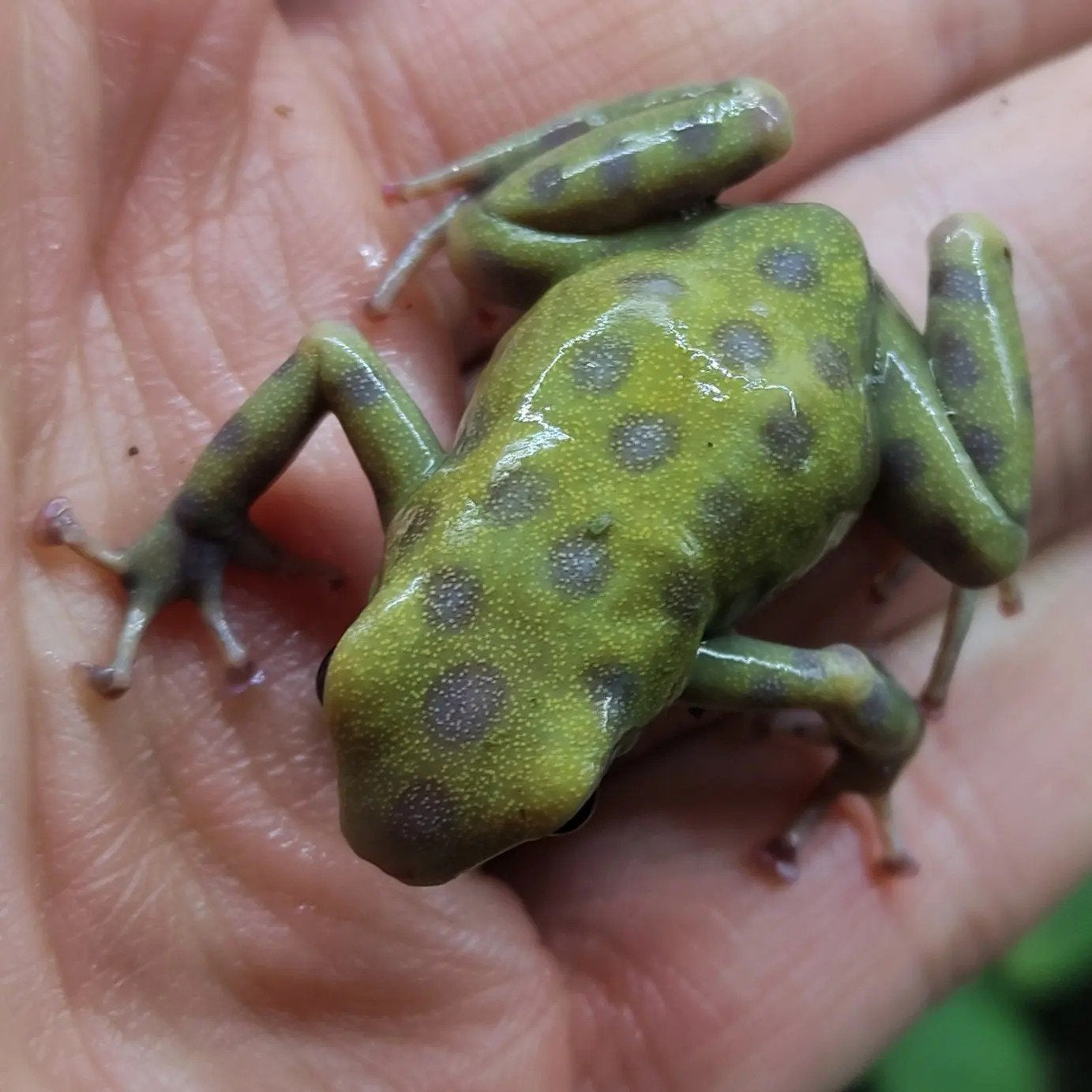 Dendrobates auratus 'El oro' Frog - unknown for sale from Wouter