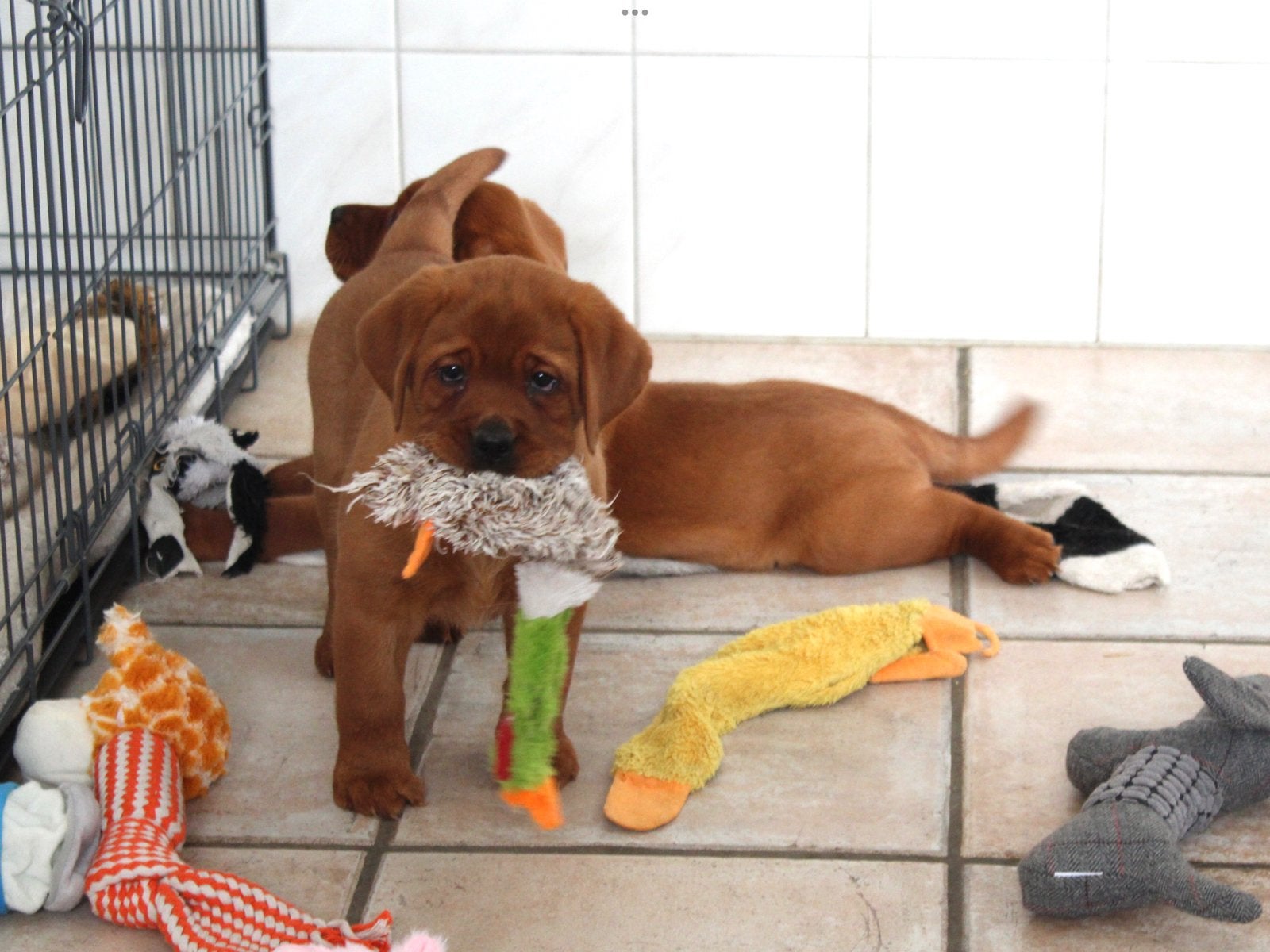 Prachtige Red Fox labrador pups, Nederland, Labrador retriever, Meerdere, Meerdere dieren