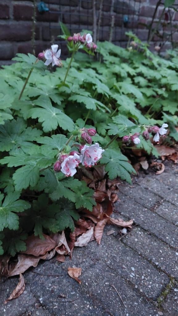 ooievaarsbek (geranium sanguineum) biologisch gekweekt, Bodembedekkers, Volle zon, Vaste plant, Ophalen of Verzenden