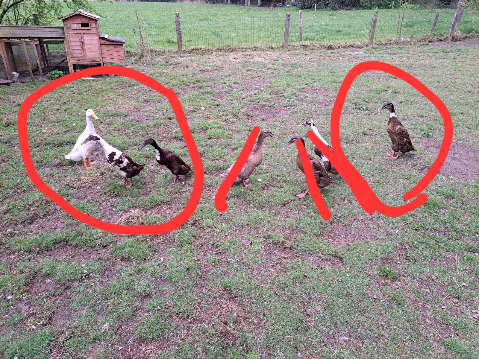 Loopeenden koppel,broedrijp,leggend 1vs3, Ophalen, Nieuw, Knuffels