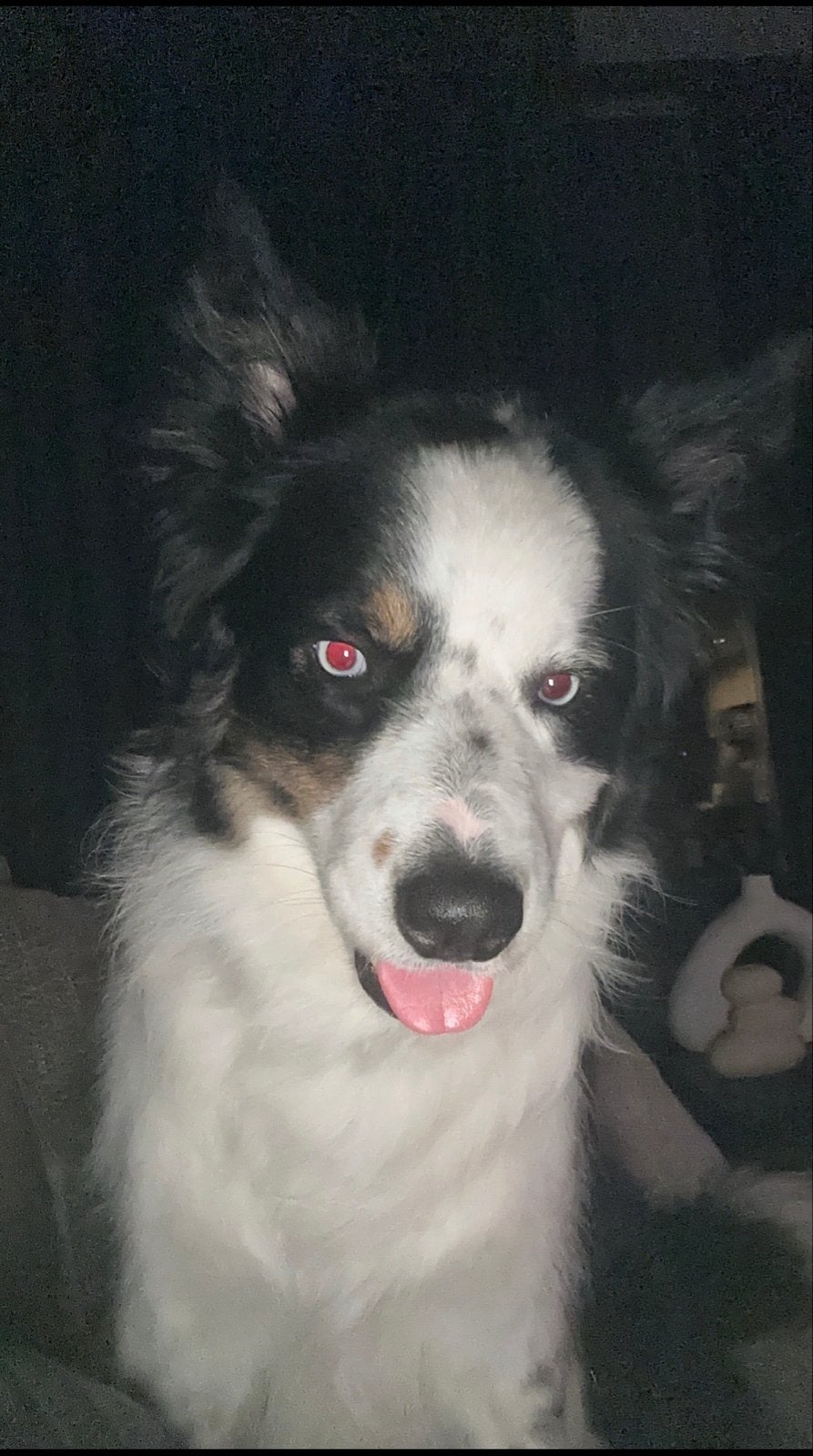 Border collie - Blue, 6 jaar of ouder, Particulier, Reu, Buitenland