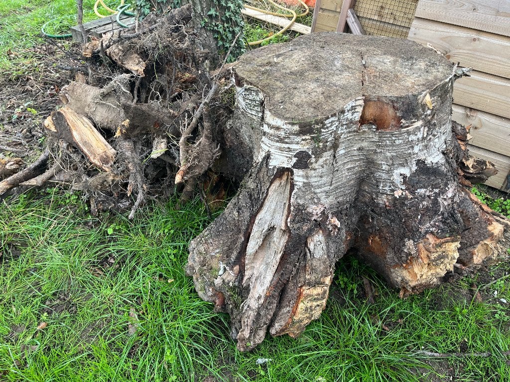 Grote boomstronk met wortels, Minder dan 3 m³, Ophalen, Berkenhout, Stammen