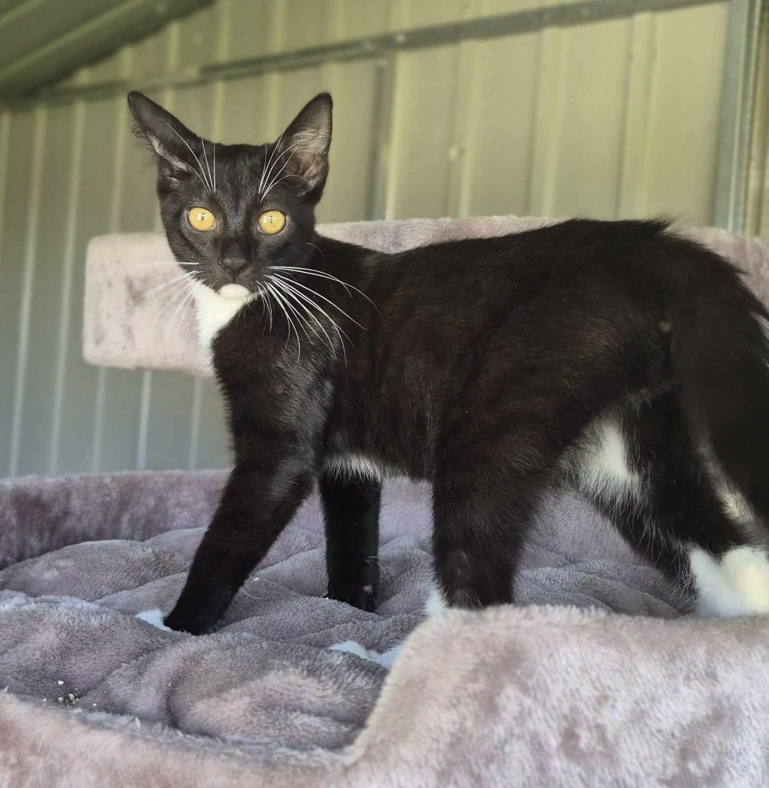 Maine coon mix  kitten gevaccineerd, Dieren en Toebehoren, Meerdere dieren, Ontwormd, 0 tot 2 jaar