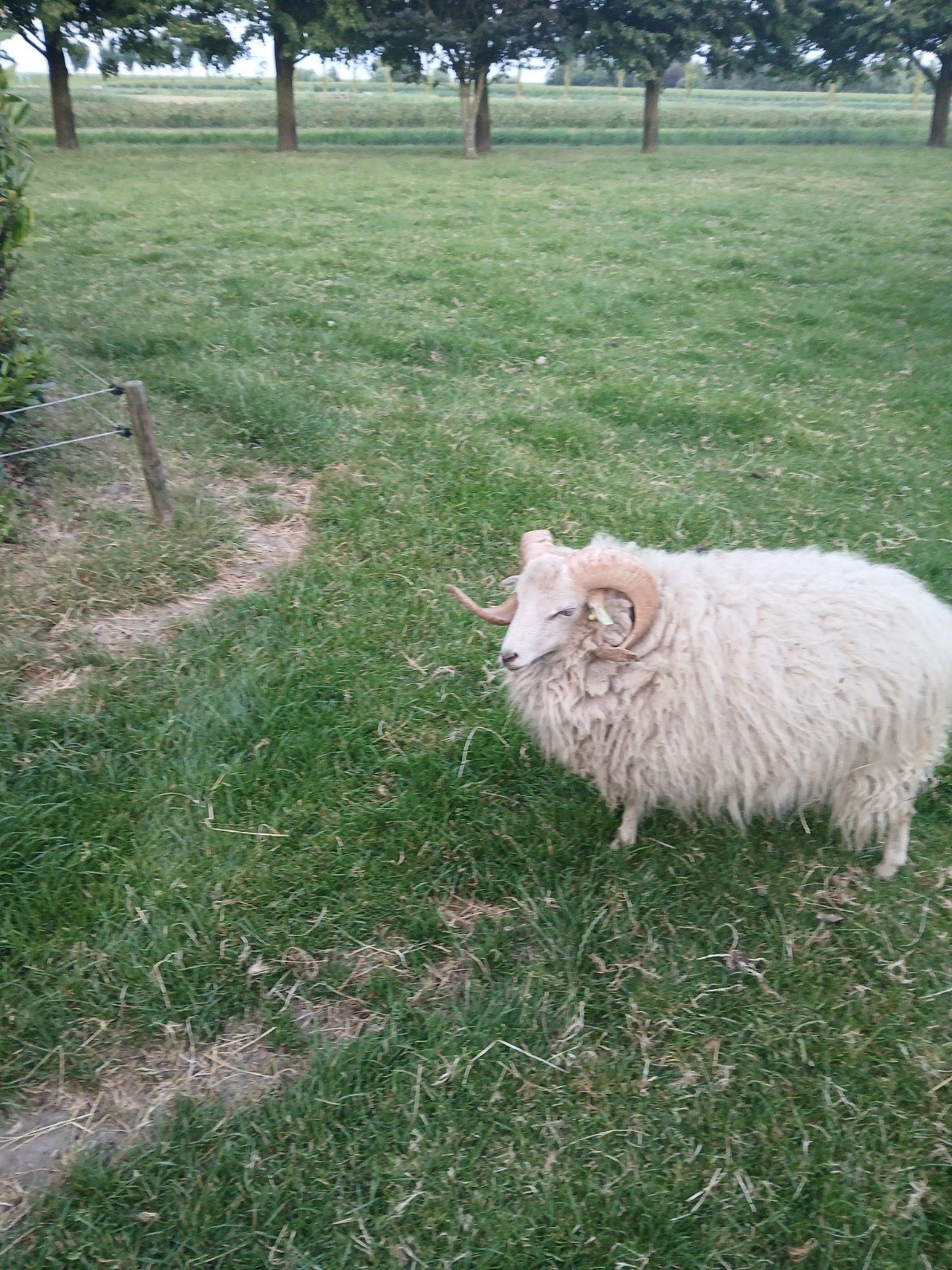 Prachtig dier oussant ram 2 jaar een plaatje, Mannelijk, Schaap