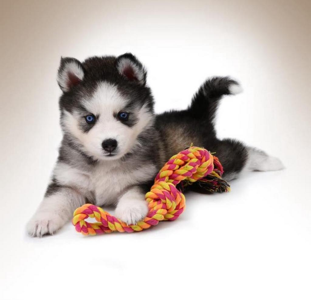 Gezonde Pomsky pups Mini Husky uit geteste ouders ., Dieren en Toebehoren, Honden | Poolhonden, Keeshonden en Oertypen, Parvo