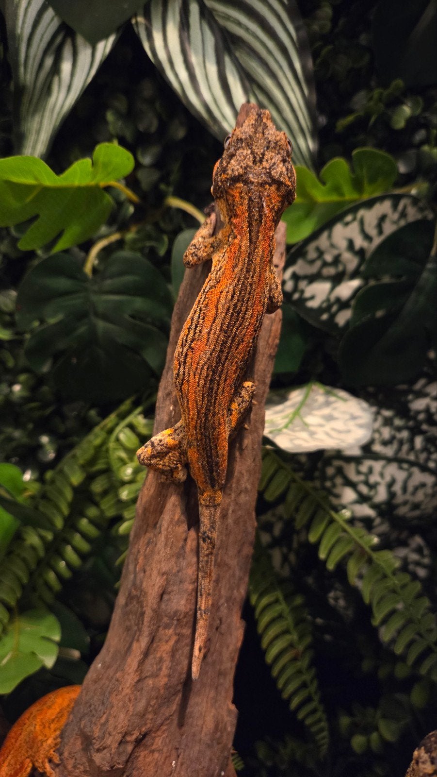 Gargoyle gekko man orange striped, Dieren en Toebehoren, Reptielen en Amfibieën, Hagedis, 0 tot 2 jaar