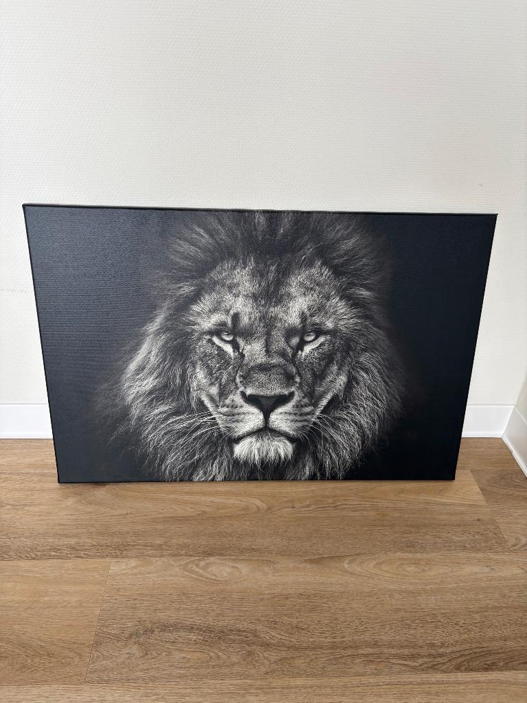 Schilderij canvas leeuw, Ophalen, Zo goed als nieuw, 75 tot 100 cm, Schilderij