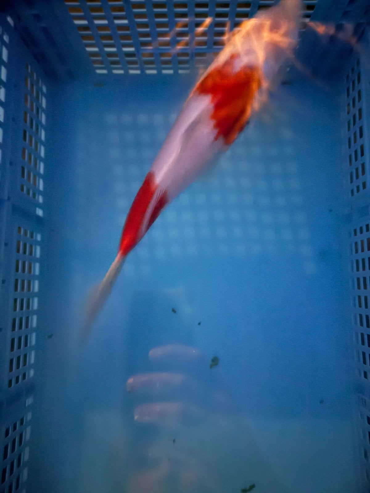 Te koop mooie japanse kohaku! Koi karper, Karper of Koi