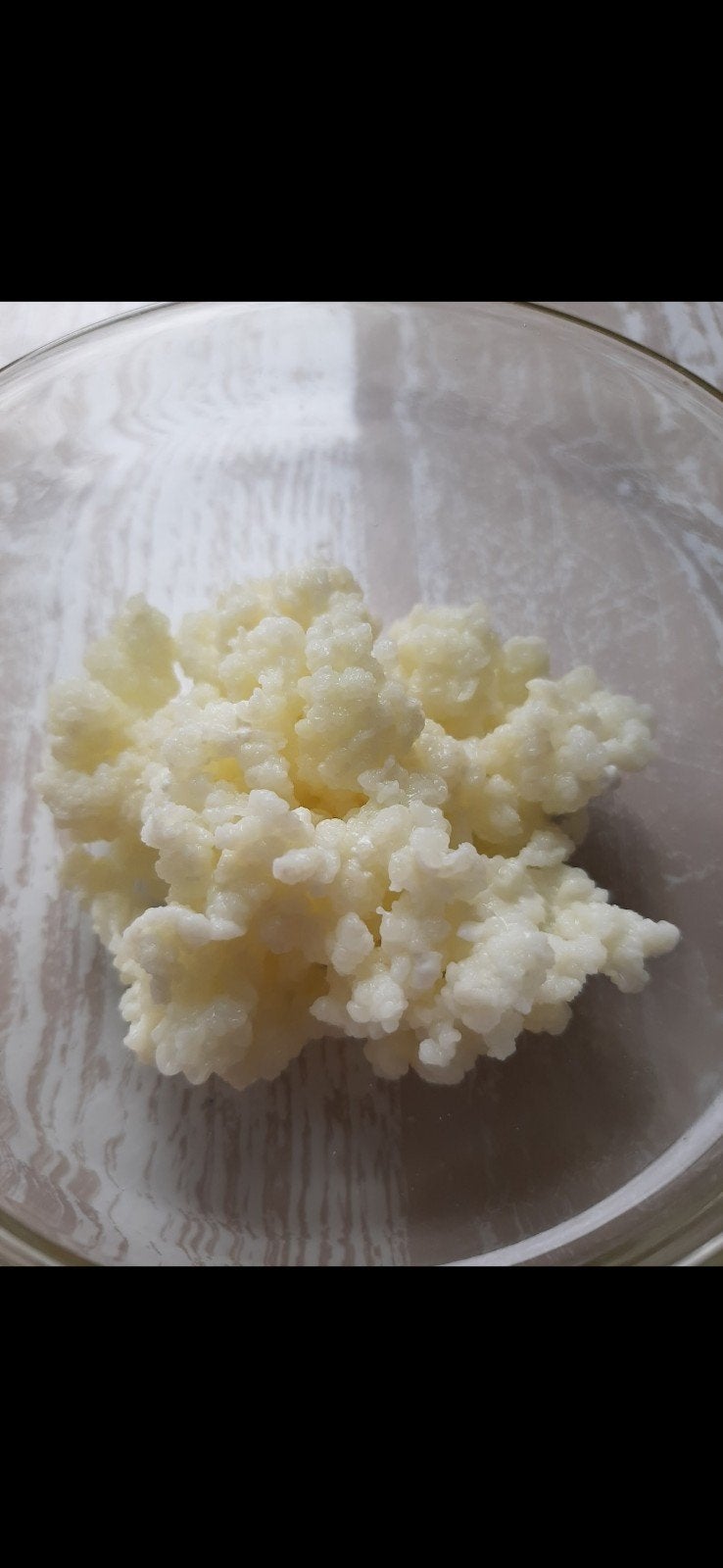 Melkkefir korrels vers, Ophalen of Verzenden