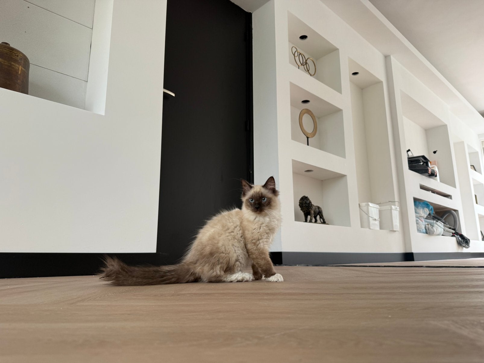 Ragdoll kittens vrouwtjes🧡, Poes, Ontwormd