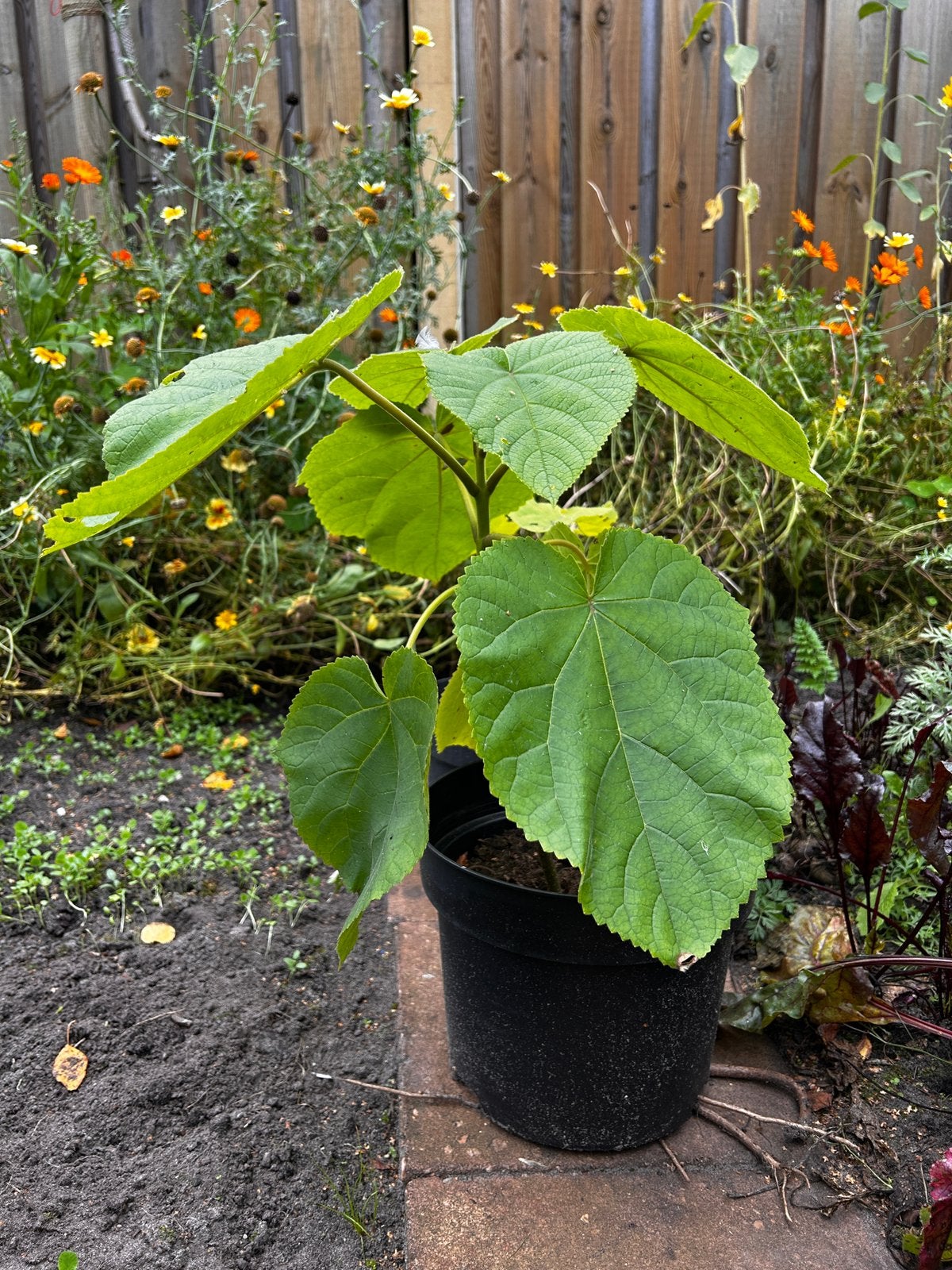 Jonge Pauwlonia bomen te koop, Tuin en Terras, Ophalen, In pot, Volle zon, Overige soorten