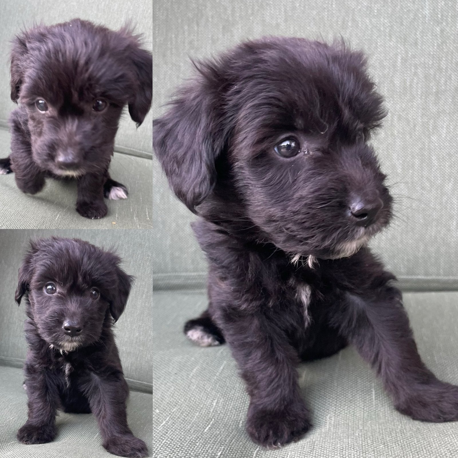 Aussiedoodle 2 reutjes en 1 teefje, Parvo, 8 tot 15 weken, Meerdere, Meerdere dieren