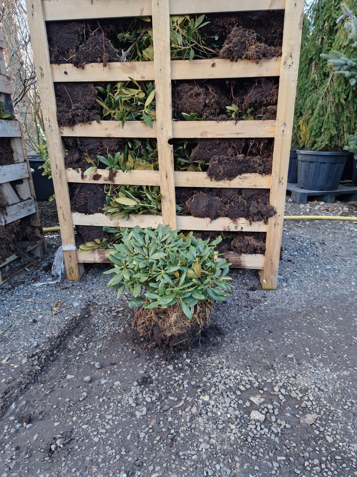 Rhododendron yakushimanum - Mooiste soort, Tuin en Terras, Vaste plant, Halfschaduw, Lente, Ophalen