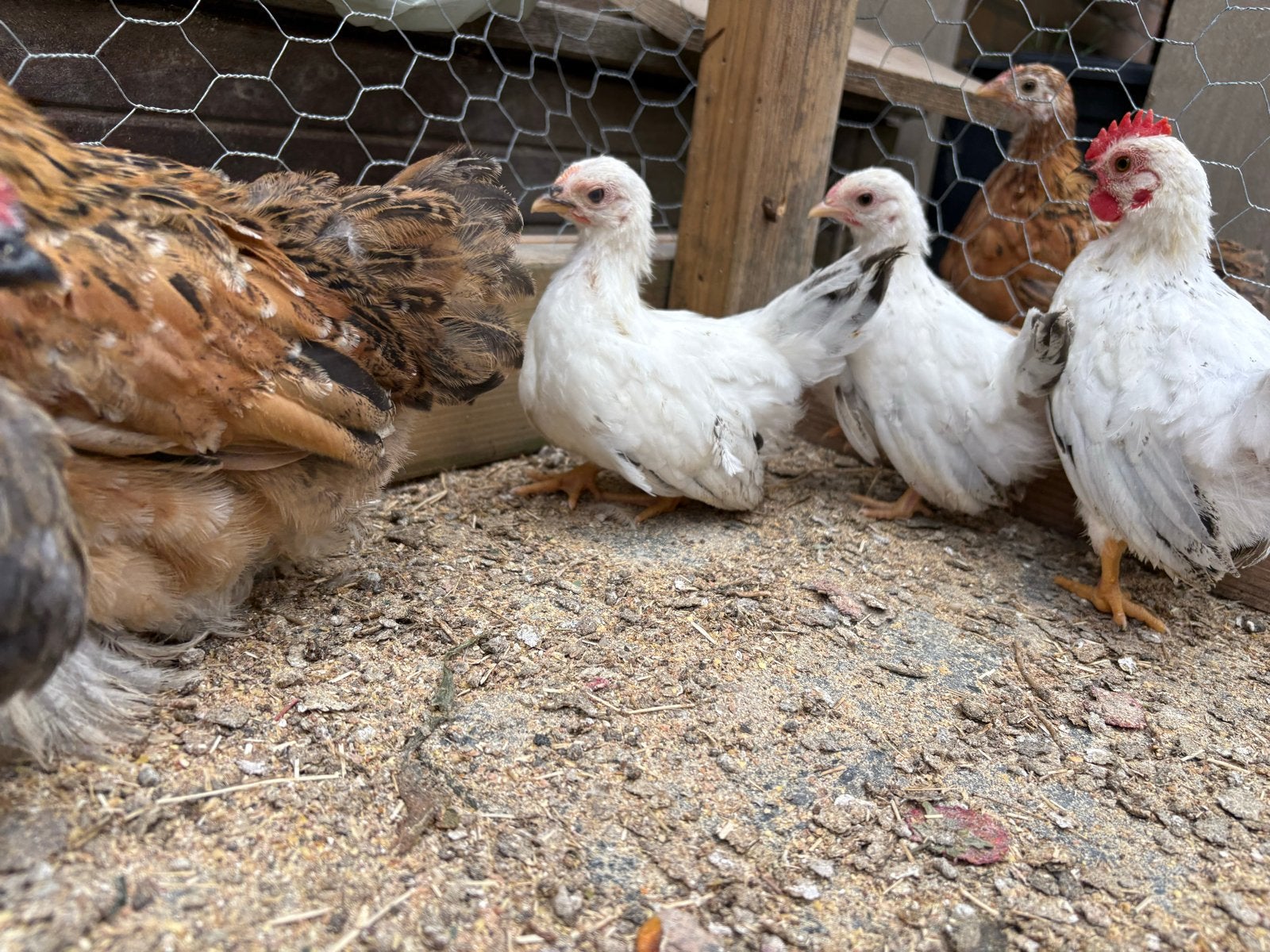 Chabo kriel, Dieren en Toebehoren, Pluimvee, Kip, Vrouwelijk