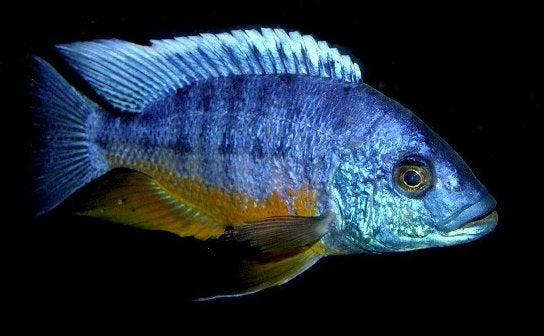 Malawi Cichliden: Protomelas spilonotus Tanzania, Dieren en Toebehoren, Vis, Zoetwatervis