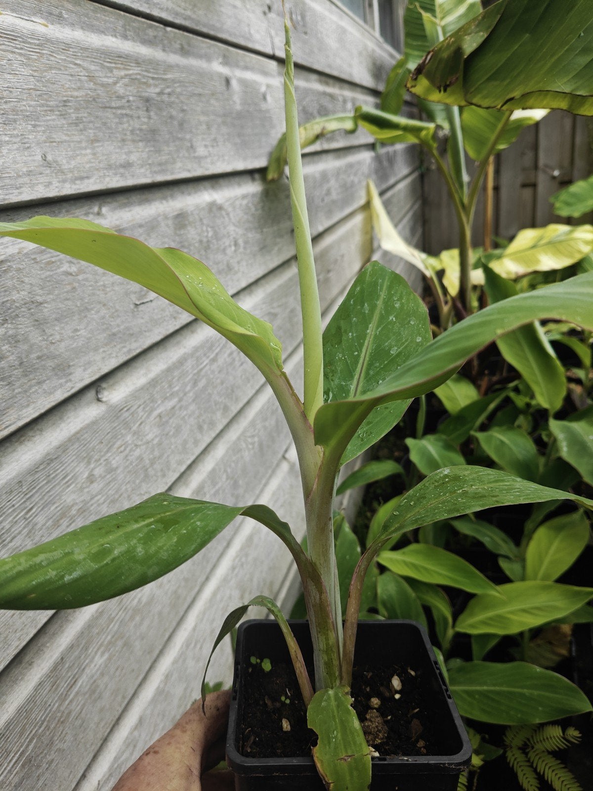 Musa malbhog, Tuin en Terras, Overige soorten, Volle zon, Vaste plant, Ophalen of Verzenden