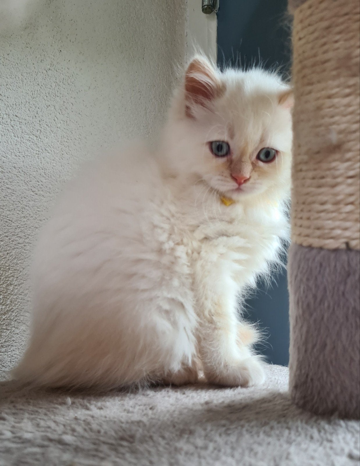 Prachtig Wit katertje kruising Pers X Neva Masquerade, Kater, Ingeënt, 0 tot 2 jaar