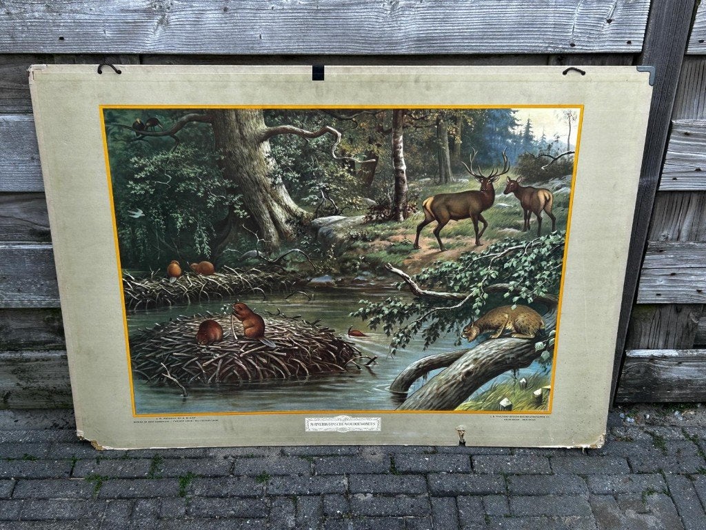 Noord-Amerikaanse woudbewoners, Ophalen of Verzenden, Natuur en Biologie