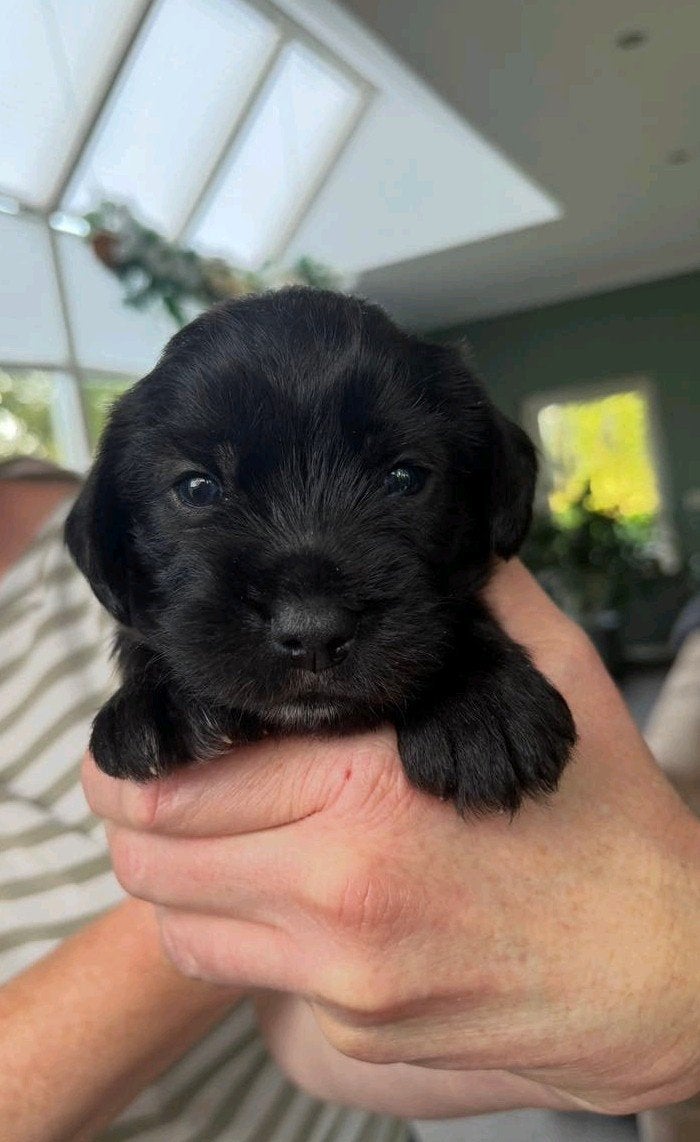 Schapendoes/Smous pups, Parvo, Overige rassen, 8 tot 15 weken, Meerdere