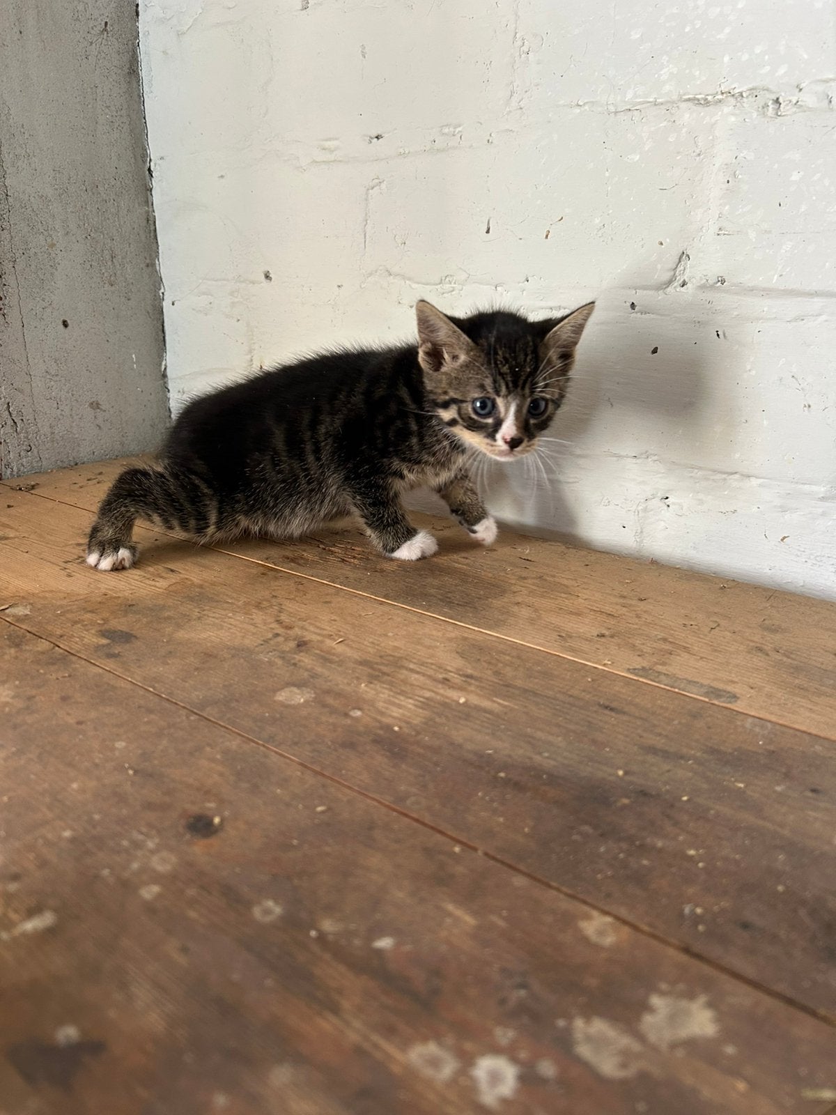 5 boerderij katers te koop, Kater