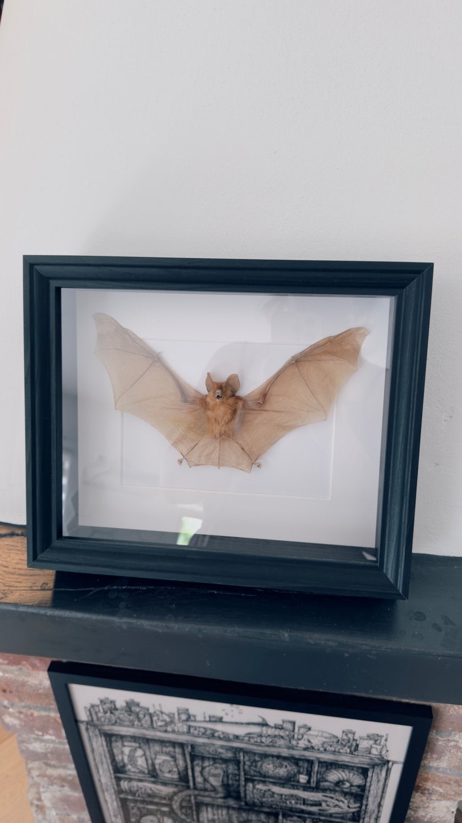 Opgezette vleermuis in lijst - Taxidermie, Verzamelen, Dierenverzamelingen, Ophalen of Verzenden, Gebruikt, Wild dier, Opgezet dier